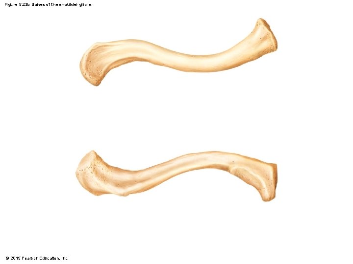 Figure 5. 23 b Bones of the shoulder girdle. © 2015 Pearson Education, Inc.