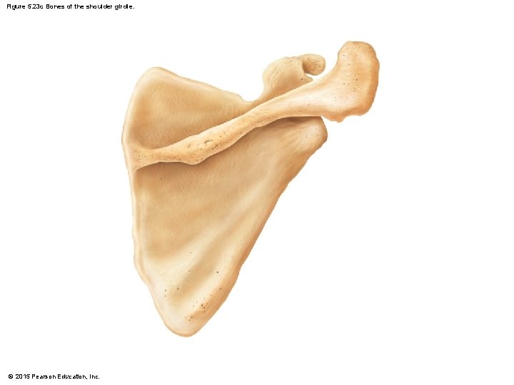 Figure 5. 23 c Bones of the shoulder girdle. © 2015 Pearson Education, Inc.
