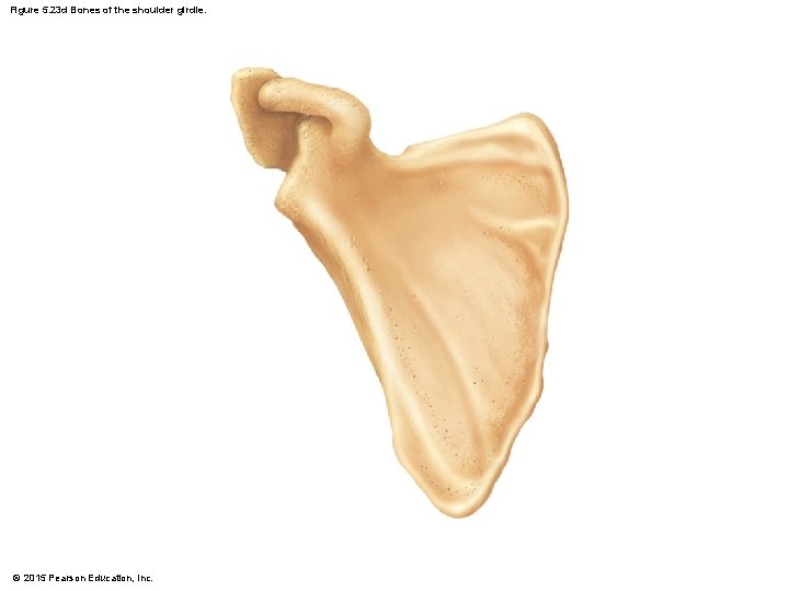 Figure 5. 23 d Bones of the shoulder girdle. © 2015 Pearson Education, Inc.