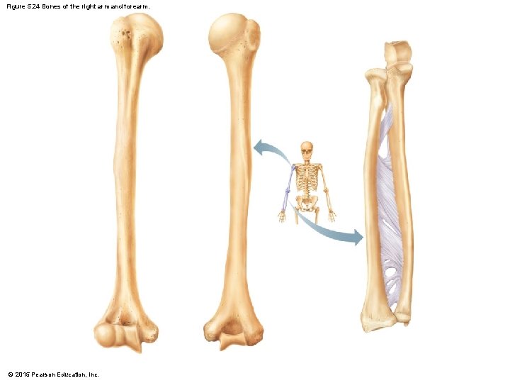 Figure 5. 24 Bones of the right arm and forearm. © 2015 Pearson Education,