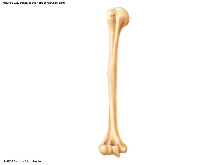 Figure 5. 24 a Bones of the right arm and forearm. © 2015 Pearson