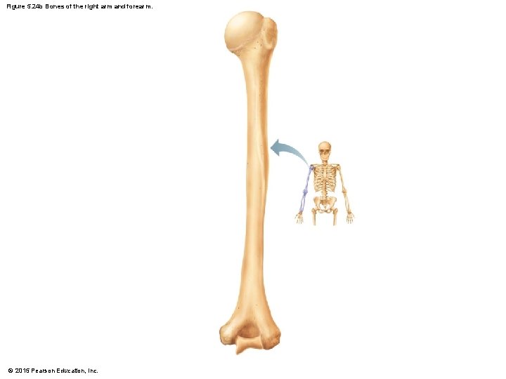 Figure 5. 24 b Bones of the right arm and forearm. © 2015 Pearson