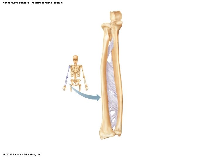 Figure 5. 24 c Bones of the right arm and forearm. © 2015 Pearson