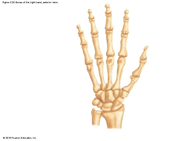 Figure 5. 25 Bones of the right hand, anterior view. © 2015 Pearson Education,