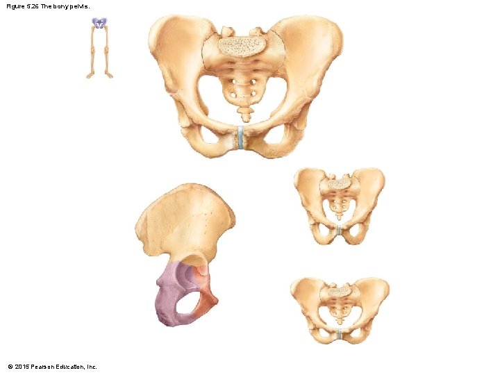 Figure 5. 26 The bony pelvis. © 2015 Pearson Education, Inc. 