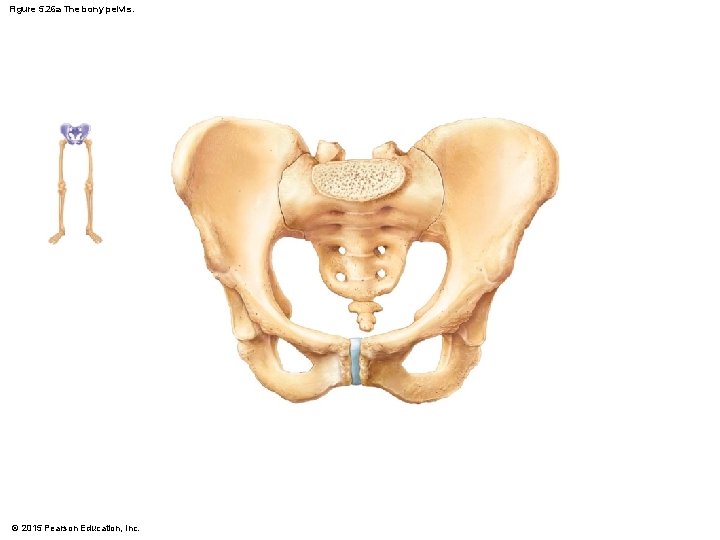 Figure 5. 26 a The bony pelvis. © 2015 Pearson Education, Inc. 