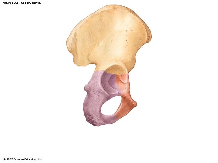 Figure 5. 26 b The bony pelvis. © 2015 Pearson Education, Inc. 