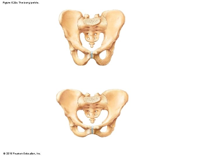 Figure 5. 26 c The bony pelvis. © 2015 Pearson Education, Inc. 