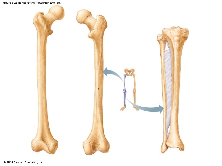 Figure 5. 27 Bones of the right thigh and leg. © 2015 Pearson Education,