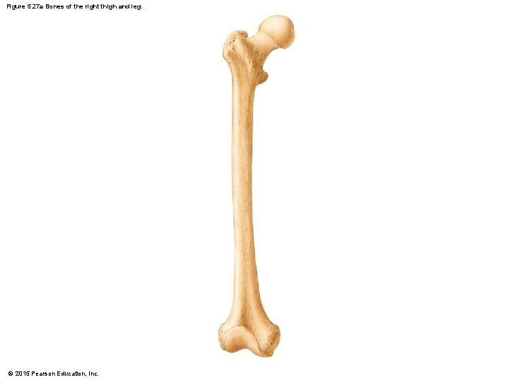 Figure 5. 27 a Bones of the right thigh and leg. © 2015 Pearson