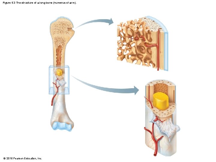 Figure 5. 3 The structure of a long bone (humerus of arm). © 2015