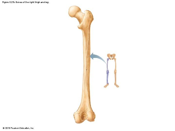 Figure 5. 27 b Bones of the right thigh and leg. © 2015 Pearson
