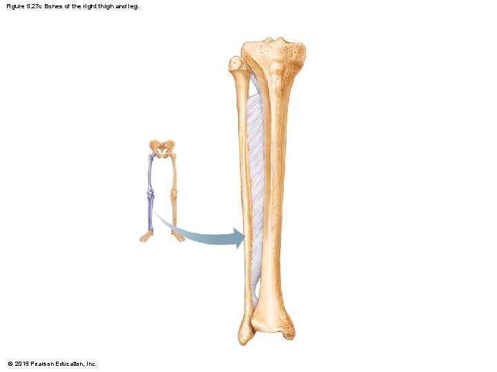 Figure 5. 27 c Bones of the right thigh and leg. © 2015 Pearson