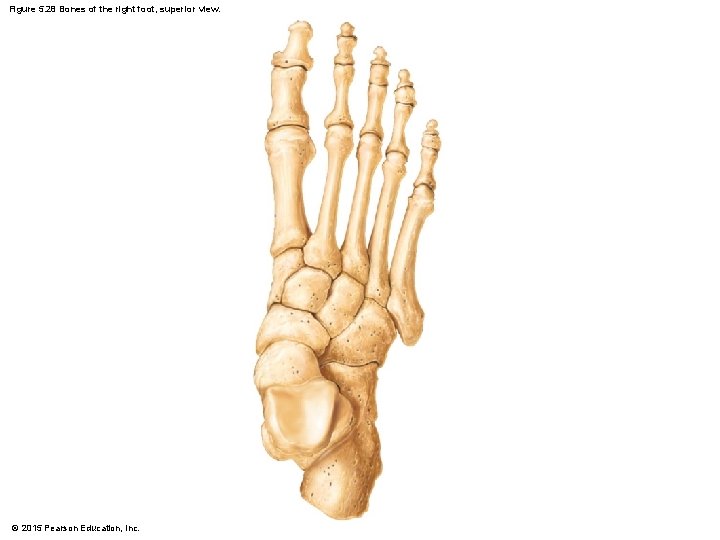 Figure 5. 28 Bones of the right foot, superior view. © 2015 Pearson Education,