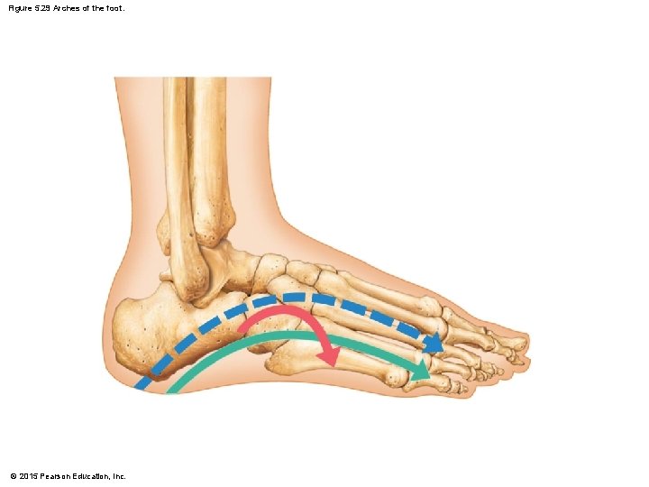 Figure 5. 29 Arches of the foot. © 2015 Pearson Education, Inc. 