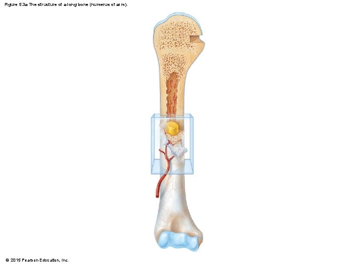 Figure 5. 3 a The structure of a long bone (humerus of arm). ©