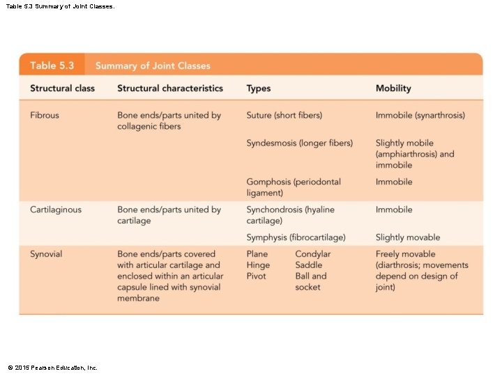 Table 5. 3 Summary of Joint Classes. © 2015 Pearson Education, Inc. 