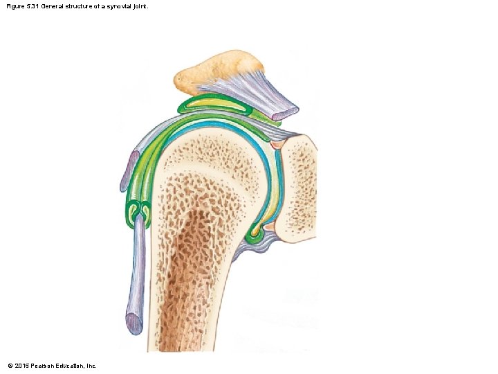Figure 5. 31 General structure of a synovial joint. © 2015 Pearson Education, Inc.