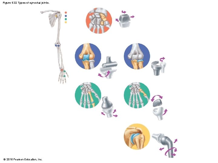 Figure 5. 32 Types of synovial joints. © 2015 Pearson Education, Inc. 