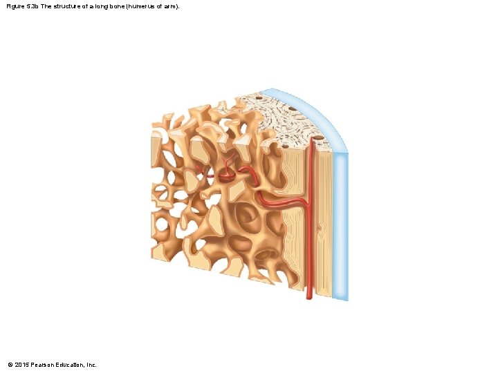 Figure 5. 3 b The structure of a long bone (humerus of arm). ©