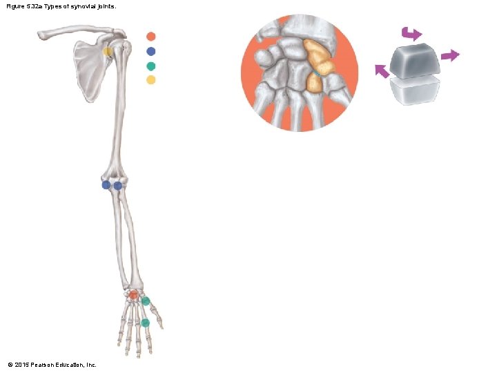 Figure 5. 32 a Types of synovial joints. © 2015 Pearson Education, Inc. 