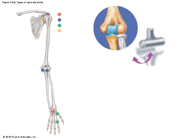 Figure 5. 32 b Types of synovial joints. © 2015 Pearson Education, Inc. 