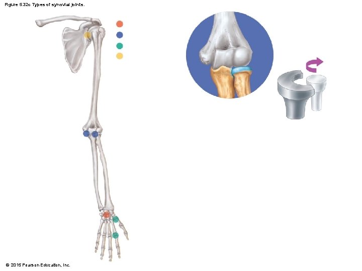Figure 5. 32 c Types of synovial joints. © 2015 Pearson Education, Inc. 