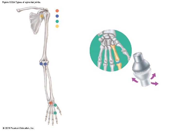 Figure 5. 32 d Types of synovial joints. © 2015 Pearson Education, Inc. 