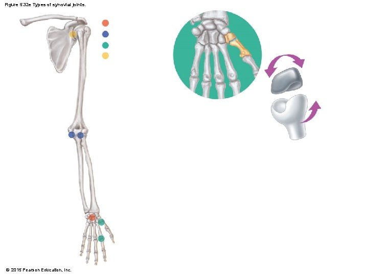 Figure 5. 32 e Types of synovial joints. © 2015 Pearson Education, Inc. 