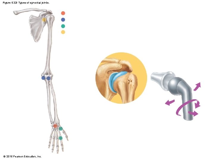 Figure 5. 32 f Types of synovial joints. © 2015 Pearson Education, Inc. 