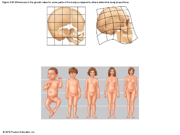 Figure 5. 35 Differences in the growth rates for some parts of the body