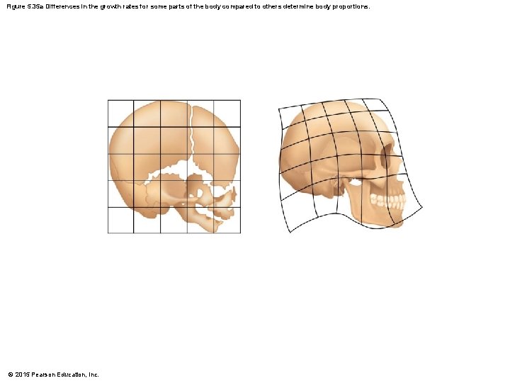 Figure 5. 35 a Differences in the growth rates for some parts of the