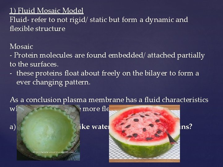 1) Fluid Mosaic Model Fluid- refer to not rigid/ static but form a dynamic