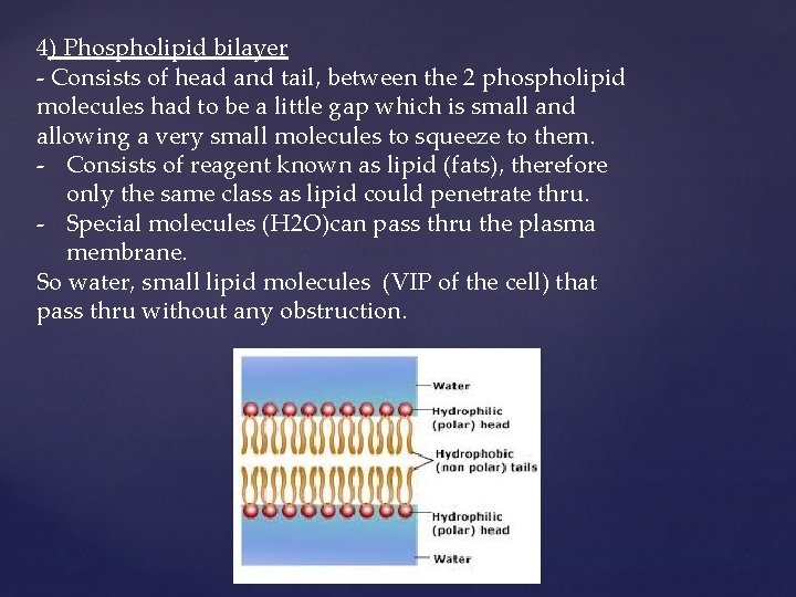 4) Phospholipid bilayer - Consists of head and tail, between the 2 phospholipid molecules