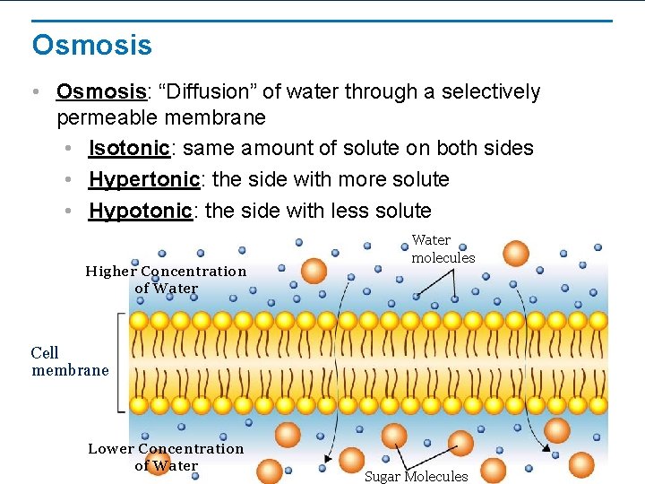 Osmosis • Osmosis: “Diffusion” of water through a selectively permeable membrane • Isotonic: same