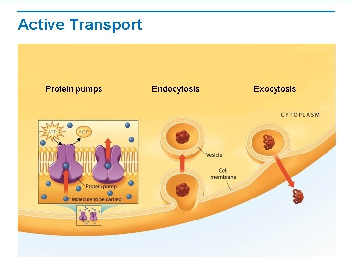 Active Transport Protein pumps Endocytosis Exocytosis 