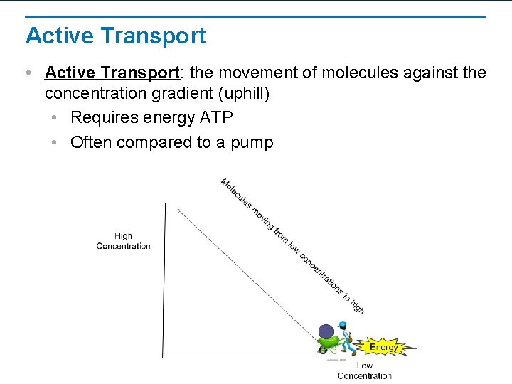 Active Transport • Active Transport: the movement of molecules against the concentration gradient (uphill)
