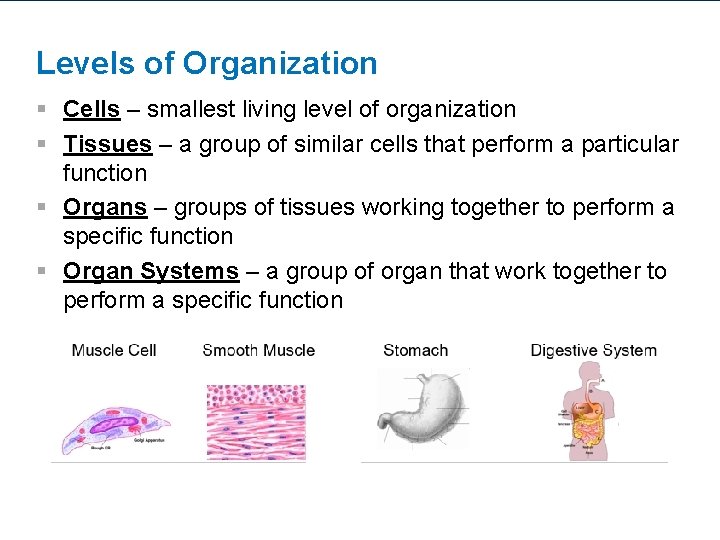 Levels of Organization § Cells – smallest living level of organization § Tissues –