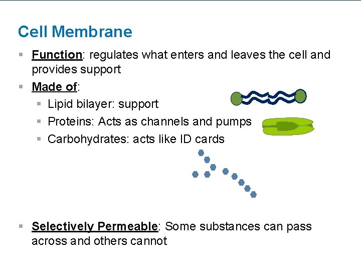 Cell Membrane § Function: regulates what enters and leaves the cell and provides support