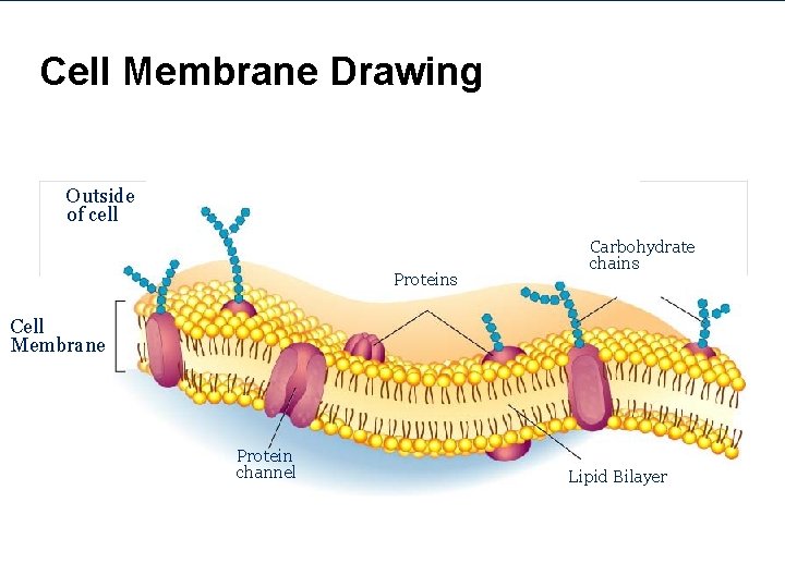 Cell Membrane Drawing Outside of cell Proteins Carbohydrate chains Cell Membrane Protein channel Lipid