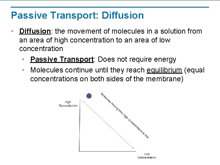 Passive Transport: Diffusion • Diffusion: the movement of molecules in a solution from an