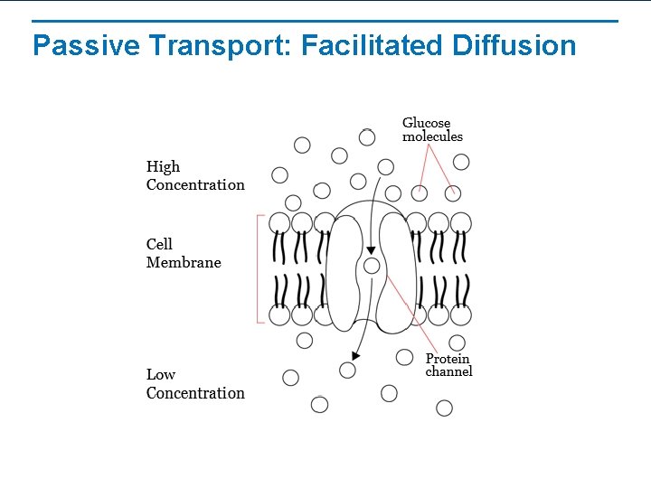 Passive Transport: Facilitated Diffusion 