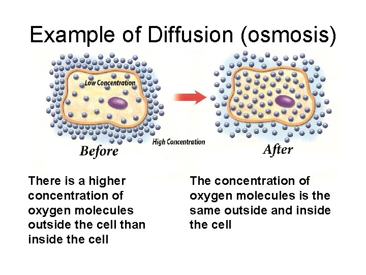 Example of Diffusion (osmosis) There is a higher concentration of oxygen molecules outside the