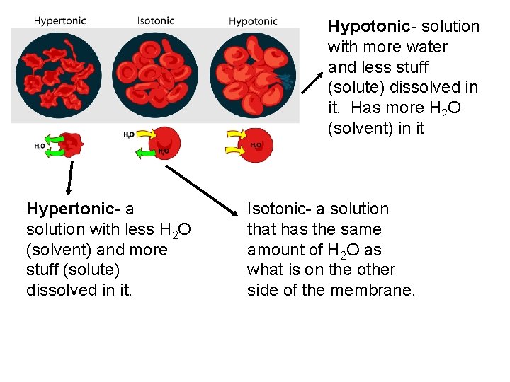 Hypotonic- solution with more water and less stuff (solute) dissolved in it. Has more