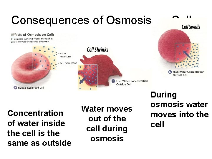 Consequences of Osmosis on Cells. Concentration of water inside the cell is the same
