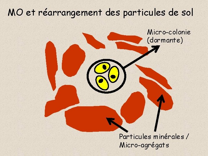 MO et réarrangement des particules de sol Micro-colonie (dormante) Particules minérales / Micro-agrégats 