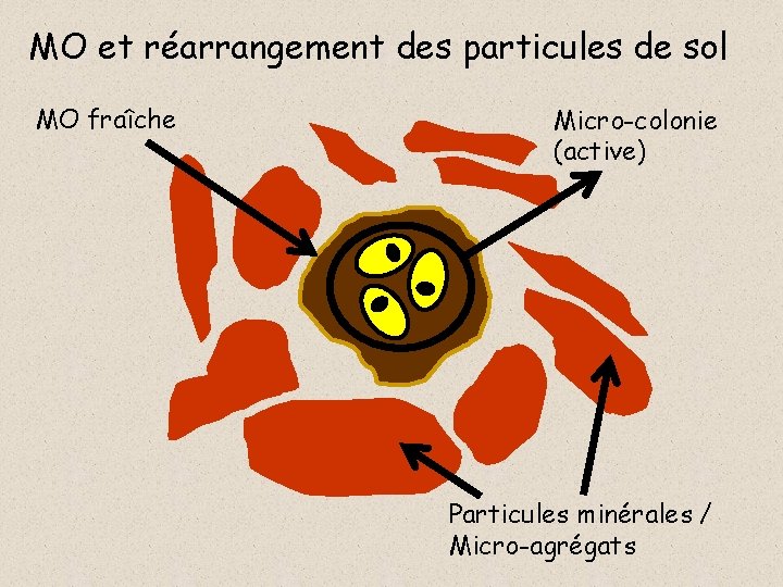 MO et réarrangement des particules de sol MO fraîche Micro-colonie (active) Particules minérales /