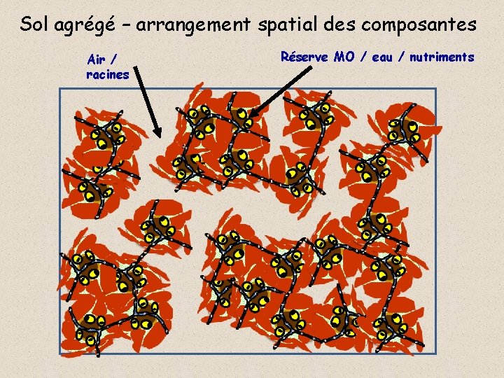 Sol agrégé – arrangement spatial des composantes Air / racines Réserve MO / eau