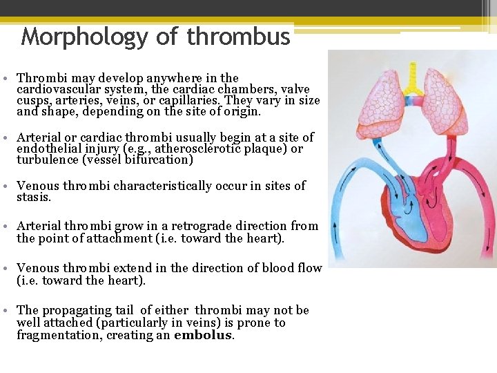 Morphology of thrombus • Thrombi may develop anywhere in the cardiovascular system, the cardiac