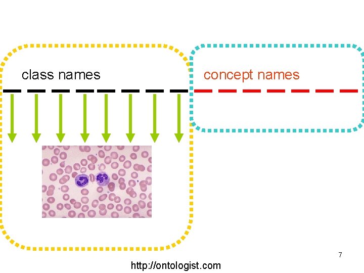 class names concept names 7 http: //ontologist. com 